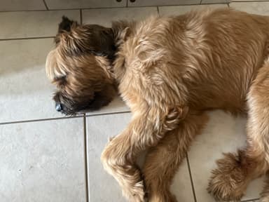 Hund im Flur